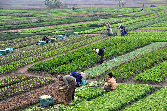 Agriculture is our backbone: Credit, Wikimedia Commons Vietnam: Make community agricultural extension a key force in the agricultural sector at the grassroots level