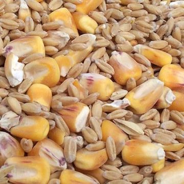 Assorted grains: Credit, Wikimedia Commons PSL: farmers in Poland demand government intervention on cereals