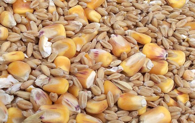 PSL: farmers in Poland demand government intervention on cereals