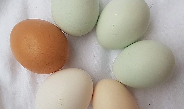 Different-colored eggs: Credit, Wikimedia Commons The price of eggs is soaring