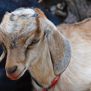 640px-Goat_kid_2 Indonesia’s Lampung Province asks regency/municipality governments to only distribute healthy livestock