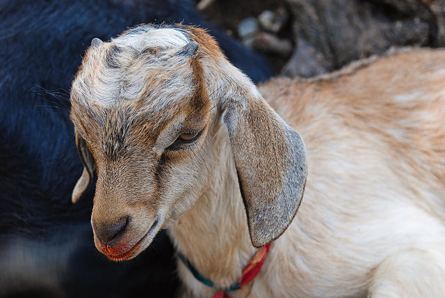 640px-Goat_kid_2 Indonesia’s Lampung Province asks regency/municipality governments to only distribute healthy livestock