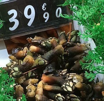 640px-Goose_barnacles_in_Lisbon_-_2015-e1680614154787 Portugal Food Market: Government signs contracts with Euroteste and Consulai to track prices