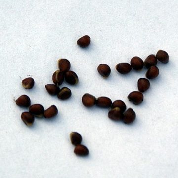 640px-Paris_quadrifolia_kz4 Polish prices for agricultural services 2023: How much will we pay this year for seeding, reseeding or soil preparation?