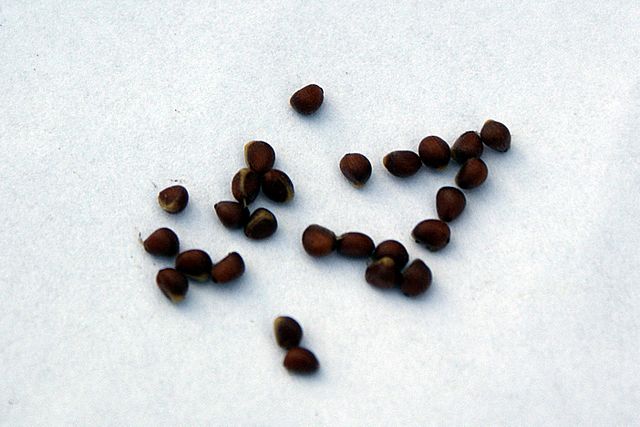 640px-Paris_quadrifolia_kz4 Polish prices for agricultural services 2023: How much will we pay this year for seeding, reseeding or soil preparation?