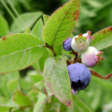 640px-Ripening_blueberries Peruvian Agricultural sector slows down: grew only 0.5% in first two months of the year