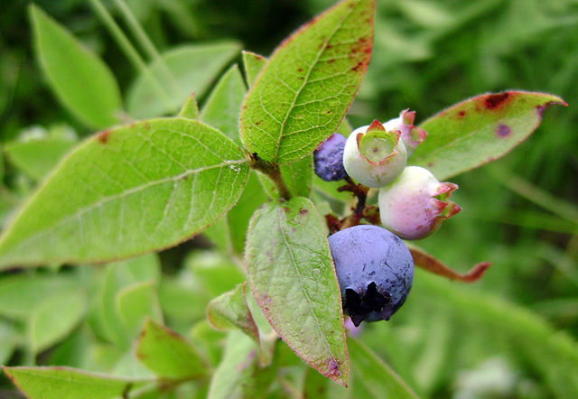 640px-Ripening_blueberries Peruvian Agricultural sector slows down: grew only 0.5% in first two months of the year