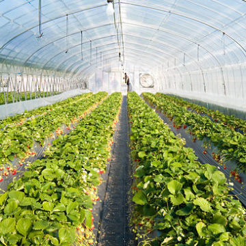 Strawberry farm: Credit, Wikimedia Commons Egypt is a world leader in strawberry production