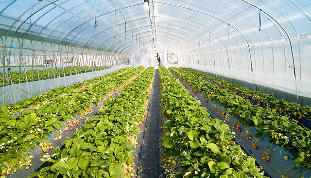 Strawberry farm: Credit, Wikimedia Commons Egypt is a world leader in strawberry production