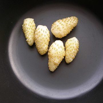 640px-White_Strawberries_44607166-e1681281890761 Vietnam Strawberry: New strawberry varieties yield over 30 tons/ha