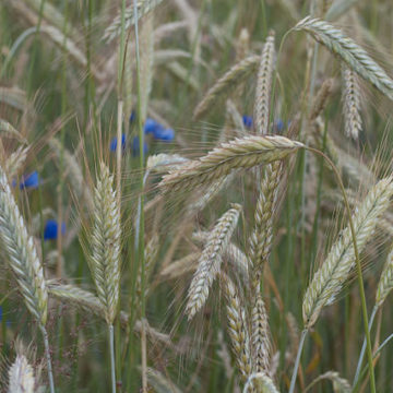 640px-Winterroggen_mit_Kornblumen Germany Winter cereals: What does it look like in our fields?