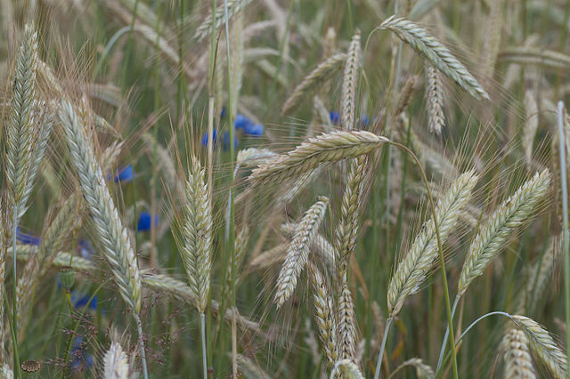 Germany Winter cereals: What does it look like in our fields?