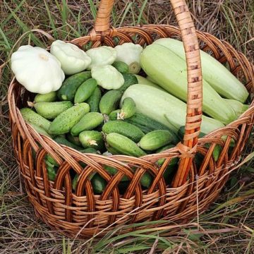 738px-Basket_with_vegetables_2017_G1-e1680871563745 China Vegetables: Since late March, the production and supply of “vegetable baskets” in Jiangsu has been sufficient. Nearly 70% of the prices of fresh vegetables have been reduced
