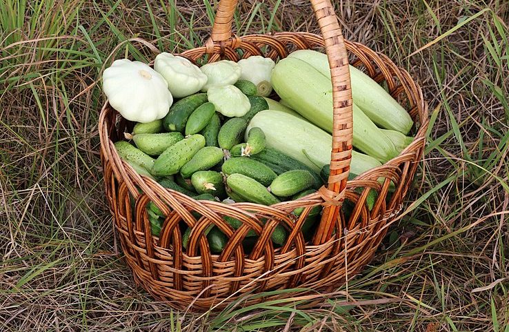 738px-Basket_with_vegetables_2017_G1-e1680871563745 China Vegetables: Since late March, the production and supply of “vegetable baskets” in Jiangsu has been sufficient. Nearly 70% of the prices of fresh vegetables have been reduced