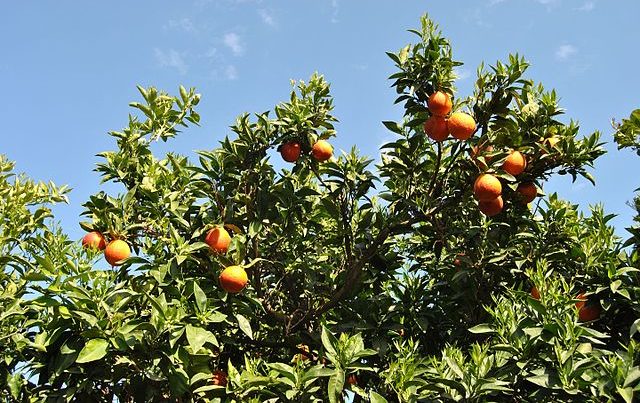 Agrumi_Terranova_da_Sibari-e1681743411873 Fruit and vegetables: Citrus fruits’ prices in Taranto drop 48%-Less consumption, too many production costs