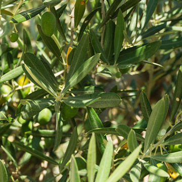 Almonds_in_a_tree_Andalusia_Spain-e1681460015716 The cultivation of Almond trees in the Balearic Islands of Spain receives a boost with the planting of new varieties