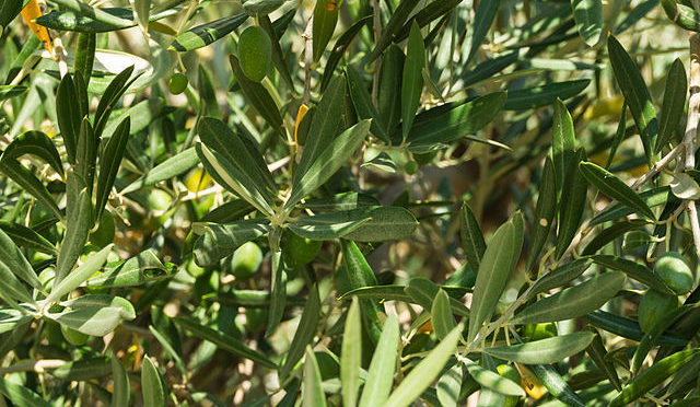 Almonds_in_a_tree_Andalusia_Spain-e1681460015716 The cultivation of Almond trees in the Balearic Islands of Spain receives a boost with the planting of new varieties