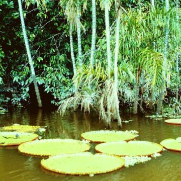 Amazon_rain_forest2-e1681132314537 Peruvian authorities maintain forecasts of heavy rains in northern Peru
