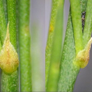 . Turkey Asparagus: Asparagus production project Sparga2 Agriculture raises 41.6 million TL