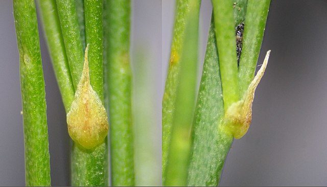 . Turkey Asparagus: Asparagus production project Sparga2 Agriculture raises 41.6 million TL