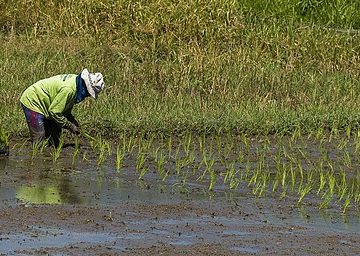 Bali_ricefields_S4E2512_30019560672 Lampung ready to support one million hectare rice harvest movement