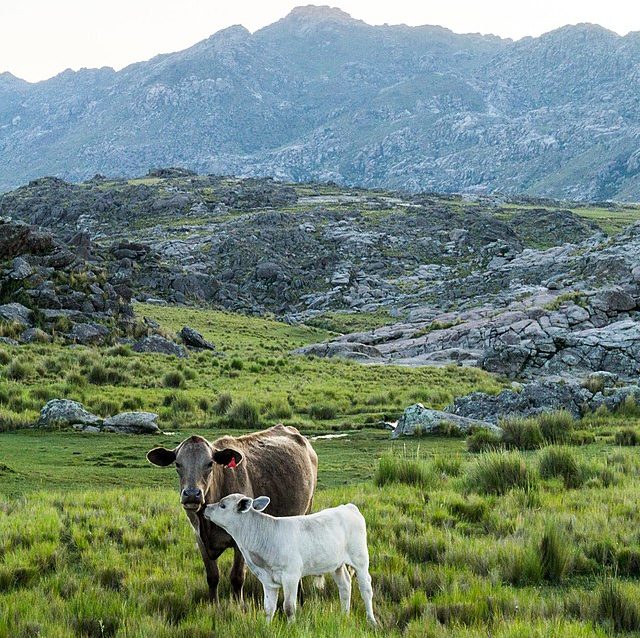 beef cattle Argentina