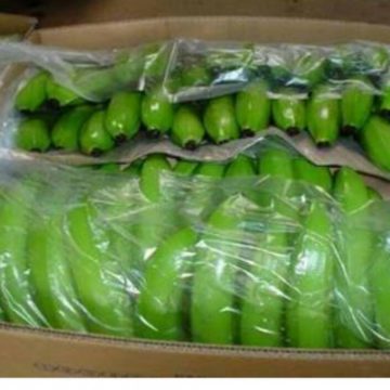 Cavendish-Bananas Banana prices in India hit rock bottom at 50 paise/kg