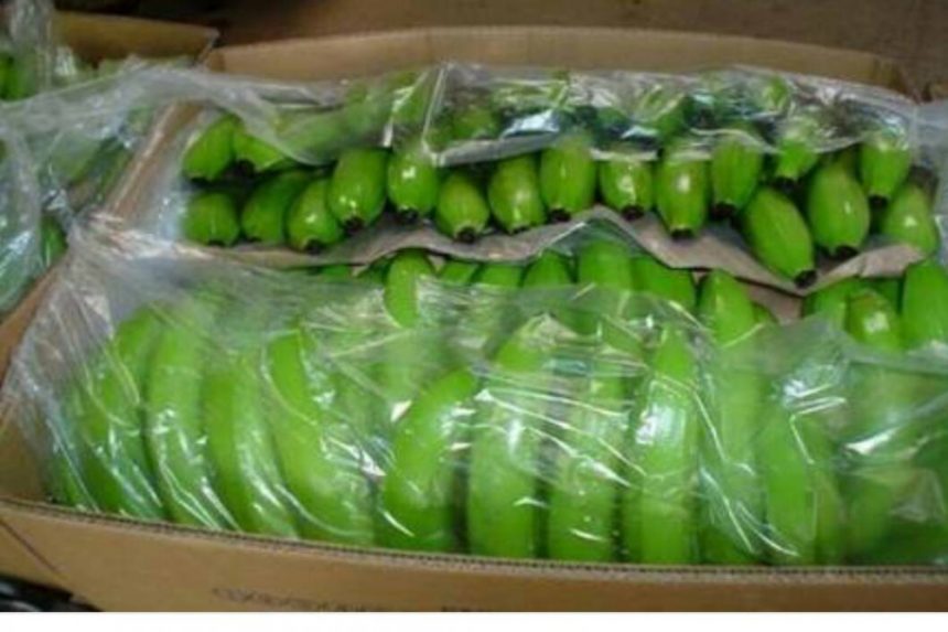 Cavendish-Bananas Next month the first Banana Congress of the Colombian Caribbean will be held