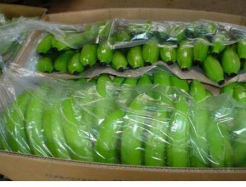 Banana prices in India hit rock bottom at 50 paise/kg
