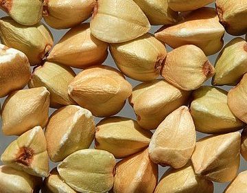 Common_buckwheat_grains-e1680853867719 Poland Cereals: The NEB is prepared to make intervention purchases of grain, At… PLN 474.72/t