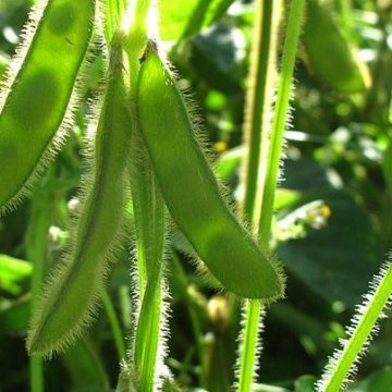 Glycine_max_15-p.bot-glyci.max-033-e1681195894872 Germany Soybean: EU Commission expects declining EU soybean area for 2023 harvest