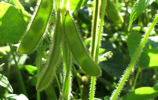 Glycine_max_15-p.bot-glyci.max-033-e1681195894872 Germany Soybean: EU Commission expects declining EU soybean area for 2023 harvest