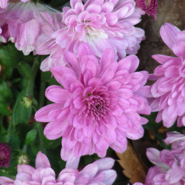 Korea-Chrysanthemum-01 Korea Flowers: Quarantine Headquarters to Operate Special Quarantine Period for Imported Floriculture in the Month of April