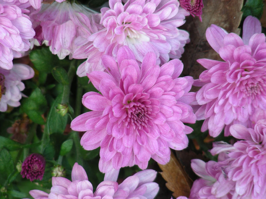 Korea Flowers: Quarantine Headquarters to Operate Special Quarantine Period for Imported Floriculture in the Month of April