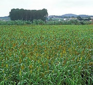 LPCC-917-Camp_de_sorgo Spain and Portugal, hand in hand to compete in corn production in the face of the challenges of a global market