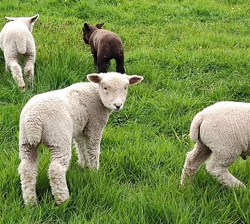 Lambs in a field: Credit, Wikimedia Commons Portugal’s Lamb prices are declining in 2023