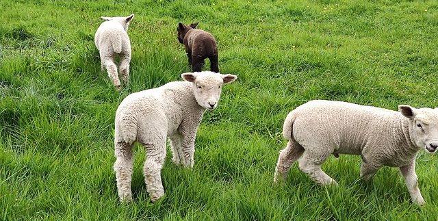 Lambs in a field: Credit, Wikimedia Commons Portugal’s Lamb prices are declining in 2023