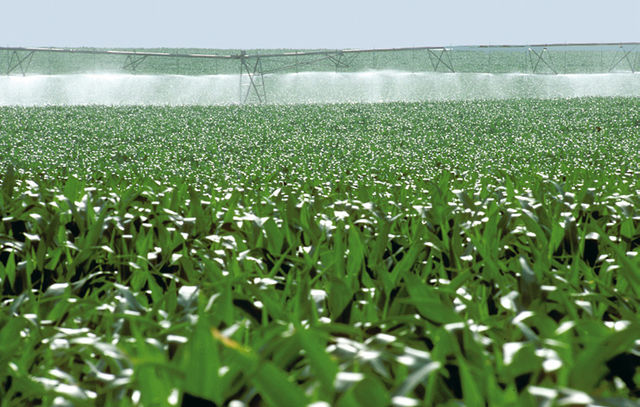 Les_Plantes_Cultivades._Cereals._Imatge_69 Chile’s INDAP Maule launches intrapredial irrigation contest for corn farmers for $150 million