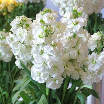 Matthiola_incana_garden_stock_at_Shubyo_Kokan-kai_in_Noshiro Japan’s largest agriculture and livestock exhibition lands in Kyushu for the first time, with 300 companies expected to participate