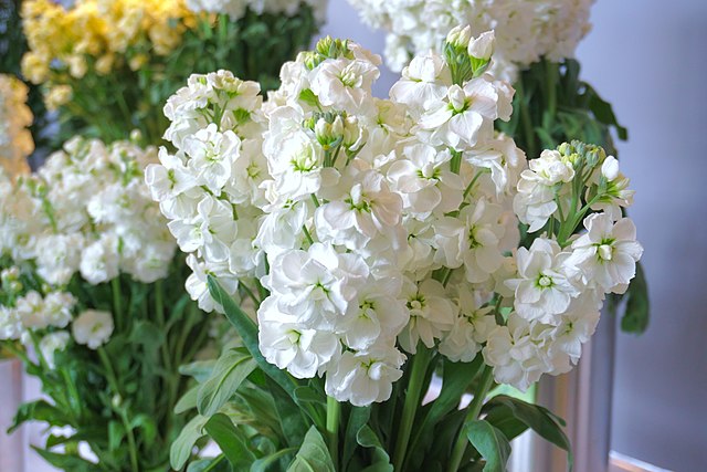 Matthiola_incana_garden_stock_at_Shubyo_Kokan-kai_in_Noshiro Japan’s largest agriculture and livestock exhibition lands in Kyushu for the first time, with 300 companies expected to participate