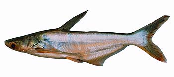 Pangasius Thailand Fishing: The SEAFDEC Research Team’s Survey of Mun Dam Watershed in Korat Brings information to develop freshwater fishery