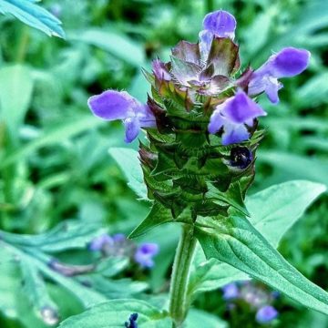Plant_35-e1681454418368 Indonesia Essential Oils: New Essential Oil from the Nampu Plant