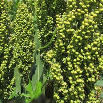 sorghum, United States