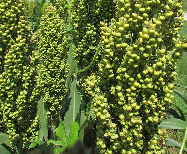Sorghum: Credit, Wikimedia Commons sorghum, United States