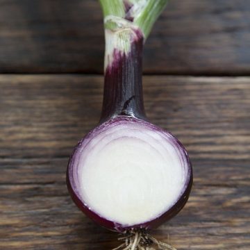 Southport_Globe_Onion-e1681452719850 Dutch seed firms see slight expansion of onion acreage