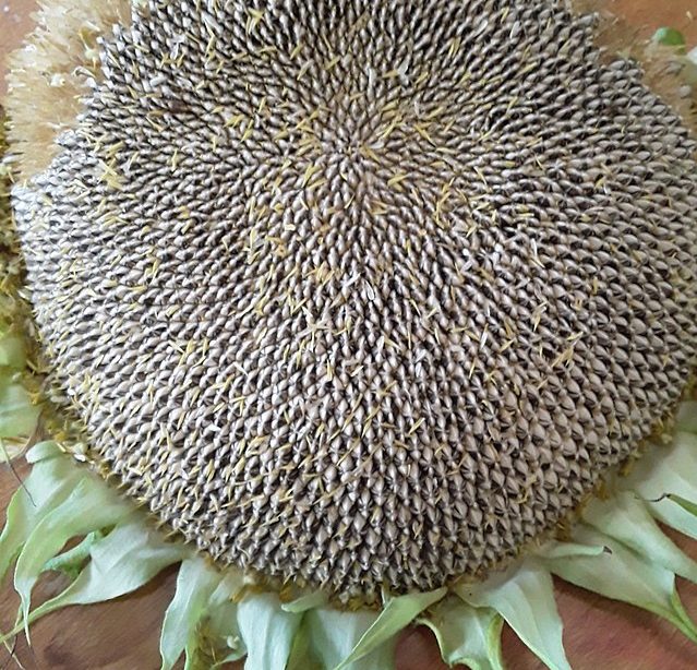 EU production of sunflower seeds on a record course in 2023