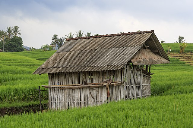 Indonesia Rice: On Maros visit, Jokowi hopes rice surplus will be distributed