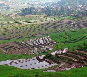 Terrace Rice Fields in Yunan China: Credit, Wikimedia Commons The national rice industry chain big data platform is launched in China