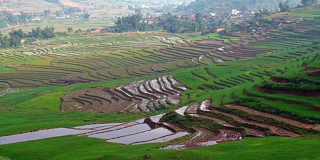 The national rice industry chain big data platform is launched in China