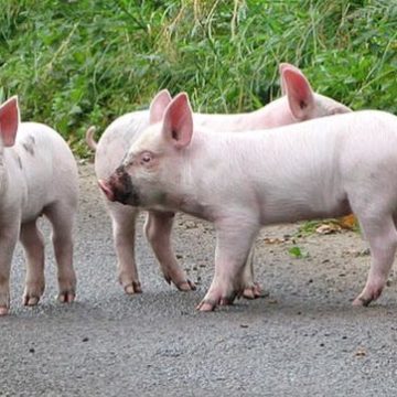 Three_little_piglets_-_geograph.org_.uk_-_2143590-e1680250886548 Netherlands live pigs: Piglet price rises dramatically in the Netherlands